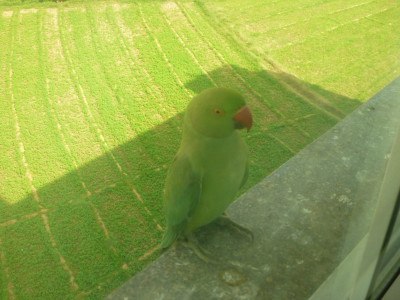Green bird on my windowsill!