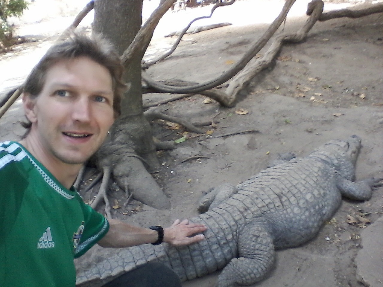Stroking Crocodiles at Kachikally Pool, Bakau, The Gambia