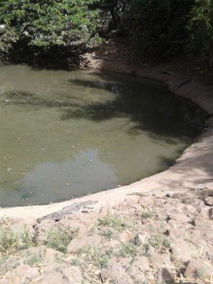 Kachikally Crocodile Pool in Bakau, the Gambia