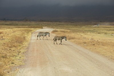 A REAL Zebra crossing
