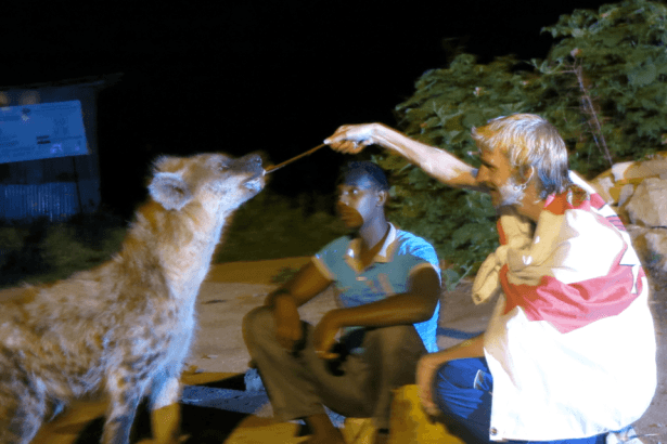 One of my crazy moments in Africa - feeding hyenas hand to mouth and mouth to mouth