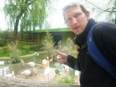 With the flamingoes