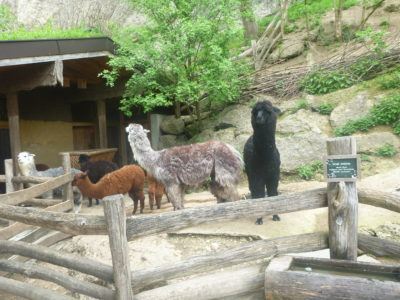 Our crazy staring Alpaca at Salzburg Zoo. A never to be forgotten moment!