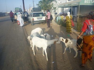 Goats on the road between Foundiougne and Karang