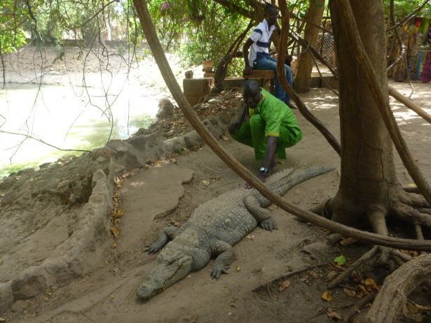 Zachariah Stroking Crocodiles at Kachikally Pool, Bakau, The Gambia