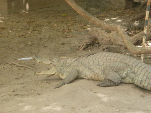 Kachikally Crocodile Pool needs your help