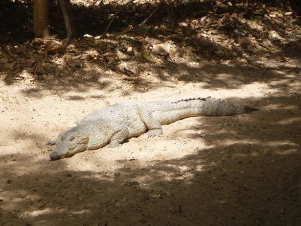 Kachikally Crocodile Pool needs your help
