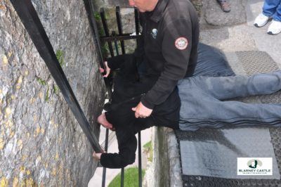 Kissing the Blarney Stone in County Cork, Republic of Ireland