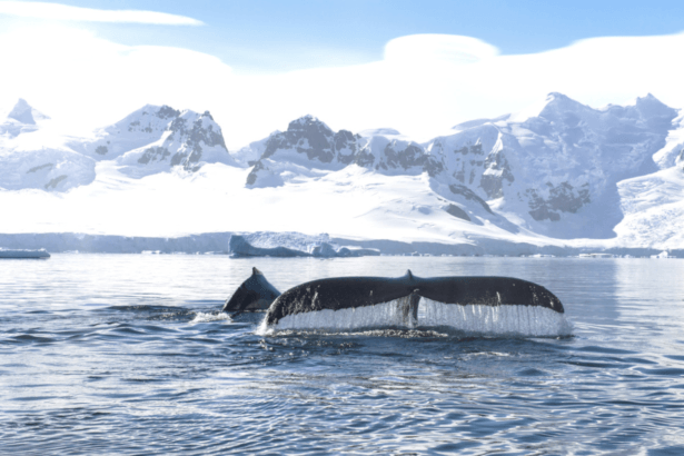 whale-antarctica-©Studio PONANT Clément Vial
