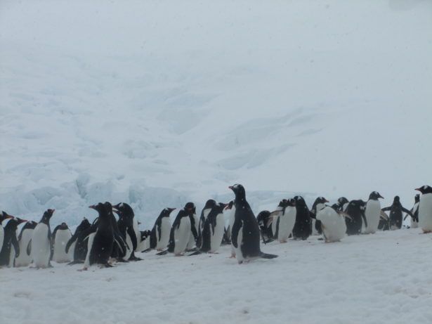 5 Cool Things To Do When Backpacking in Antarctica