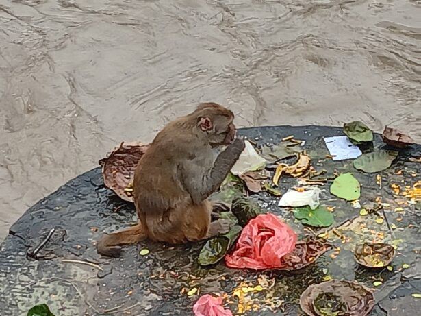 A Monkey At The Pashupatinath Temple, Kathmandu